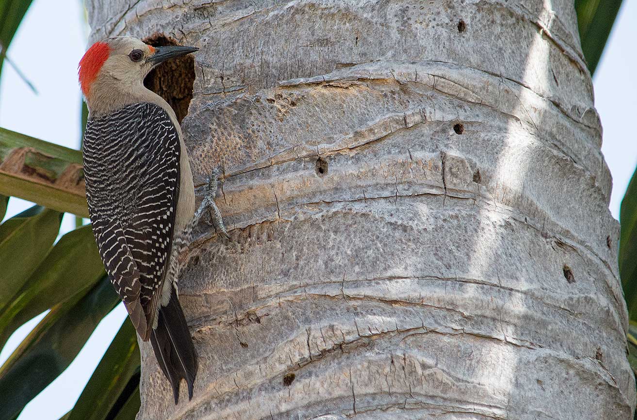 Sian Ka'an Birding Eco-Tours Punta Allen mexico