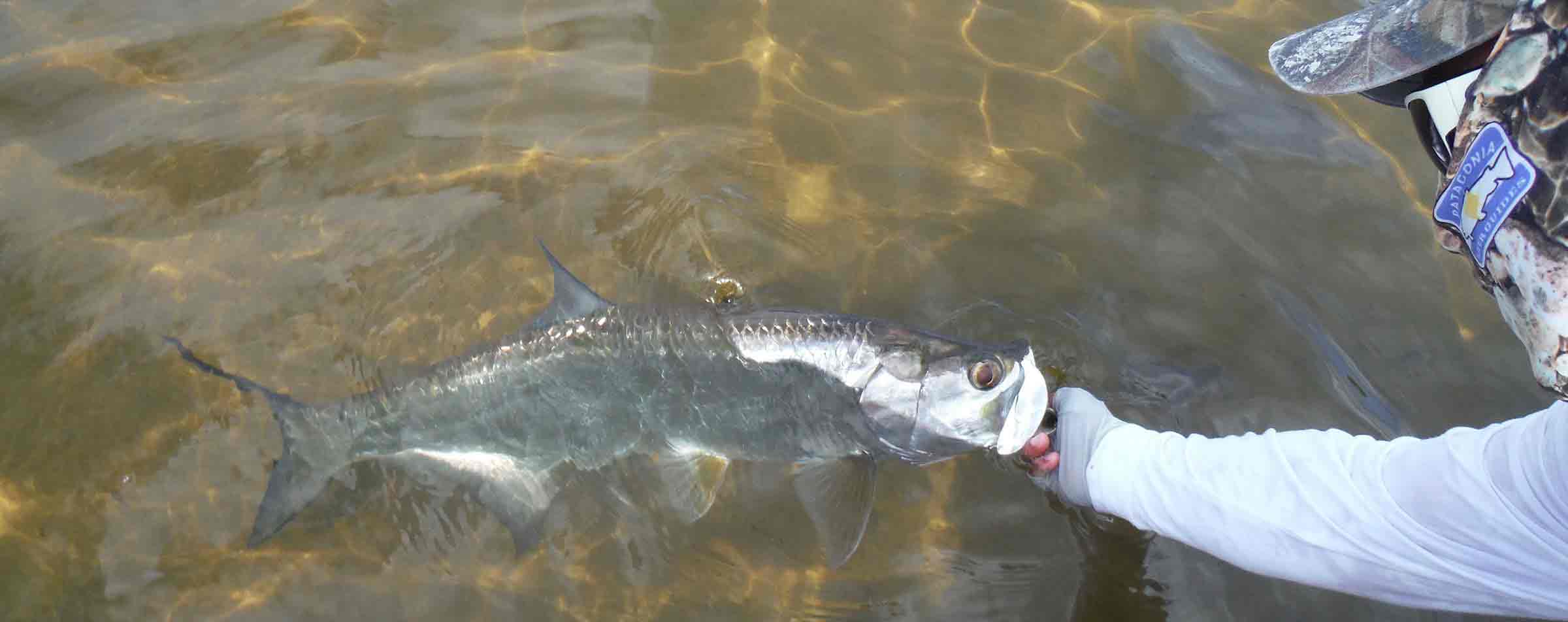 Ascension Bay Mexico Fly Fishing for Tarpon
