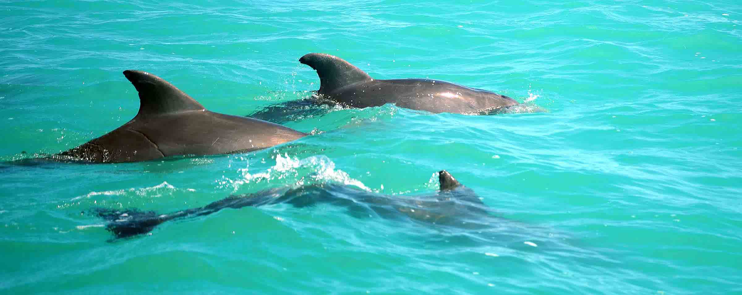 Fantastic Family Eco-Tours Ascension Bay Mexico Fly Fishing Lodge